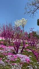 两种花色的紫荆在春季绽放视频的预览图